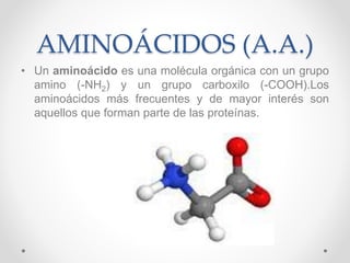 AMINOÁCIDOS (A.A.)
• Un aminoácido es una molécula orgánica con un grupo
amino (-NH2) y un grupo carboxilo (-COOH).Los
ami...