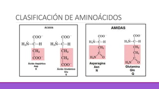 CLASIFICACIÓN DE AMINOÁCIDOS
 