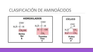 CLASIFICACIÓN DE AMINOÁCIDOS
 