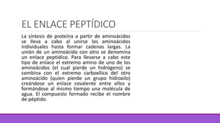 EL ENLACE PEPTÍDICO
La síntesis de proteína a partir de aminoácidos
se lleva a cabo al unirse los aminoácidos
individuales hasta formar cadenas largas. La
unión de un aminoácido con otro se denomina
un enlace peptídico. Para llevarse a cabo este
tipo de enlace el extremo amino de uno de los
aminoácidos (el cual pierde un hidrógeno) se
combina con el extremo carboxílico del otro
aminoácido (quien pierde un grupo hidroxilo)
creándose un enlace covalente entre ellos y
formándose al mismo tiempo una molécula de
agua. El compuesto formado recibe el nombre
de péptido.
 