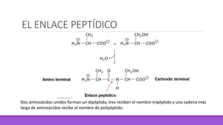 EL ENLACE PEPTÍDICO
Dos aminoácidos unidos forman un dipéptido, tres reciben el nombre tripéptido y una cadena más
larga de aminoácidos recibe el nombre de polipéptido.
 