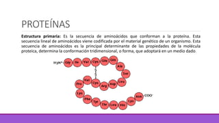 PROTEÍNAS
Estructura primaria: Es la secuencia de aminoácidos que conforman a la proteína. Esta
secuencia lineal de aminoácidos viene codificada por el material genético de un organismo. Esta
secuencia de aminoácidos es la principal determinante de las propiedades de la molécula
proteica, determina la conformación tridimensional, o forma, que adoptará en un medio dado.
 