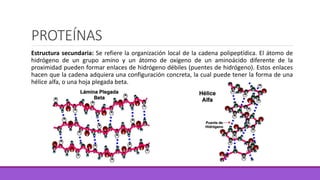 PROTEÍNAS
Estructura secundaria: Se refiere la organización local de la cadena polipeptídica. El átomo de
hidrógeno de un grupo amino y un átomo de oxígeno de un aminoácido diferente de la
proximidad pueden formar enlaces de hidrógeno débiles (puentes de hidrógeno). Estos enlaces
hacen que la cadena adquiera una configuración concreta, la cual puede tener la forma de una
hélice alfa, o una hoja plegada beta.
 
