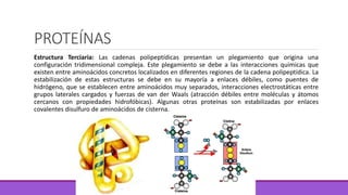 PROTEÍNAS
Estructura Terciaria: Las cadenas polipeptídicas presentan un plegamiento que origina una
configuración tridimensional compleja. Este plegamiento se debe a las interacciones químicas que
existen entre aminoácidos concretos localizados en diferentes regiones de la cadena polipeptídica. La
estabilización de estas estructuras se debe en su mayoría a enlaces débiles, como puentes de
hidrógeno, que se establecen entre aminoácidos muy separados, interacciones electrostáticas entre
grupos laterales cargados y fuerzas de van der Waals (atracción débiles entre moléculas y átomos
cercanos con propiedades hidrofóbicas). Algunas otras proteínas son estabilizadas por enlaces
covalentes disulfuro de aminoácidos de cisterna.
 