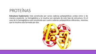 PROTEÍNAS
Estructura Cuaternaria: Está constituida por varias cadenas polipeptídicas unidas entre si de
manera covalente. La hemoglobina y la insulina son ejemplo de este tipo de estructura. En el
caso de la hemoglobina está constituida por cuatro cadenas polipeptídicas diferentes, mientras
que la insulina esta formada por dos.
 