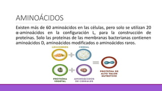 AMINOÁCIDOS
Existen más de 60 aminoácidos en las células, pero solo se utilizan 20
α-aminoácidos en la configuración L, para la construcción de
proteínas. Solo las proteínas de las membranas bacterianas contienen
aminoácidos D, aminoácidos modificados o aminoácidos raros.
 