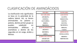 CLASIFICACIÓN DE AMINOÁCIDOS
La clasificación más significativa
se basa en la polaridad de la
cadena lateral. Así, se tienen
aminoácidos no polares y
polares, dentro primer grupo se
pueden subdividir en
aminoácidos alifáticos y
aromáticos y dentro de los
segundos en sin carga, ácidos y
básicos.
 