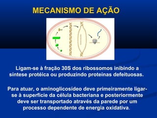 MECANISMO DE AÇÃO




   Ligam-se à fração 30S dos ribossomos inibindo a
síntese protéica ou produzindo proteínas defeituosas.

Para atuar, o aminoglicosídeo deve primeiramente ligar-
 se à superfície da célula bacteriana e posteriormente
   deve ser transportado através da parede por um
      processo dependente de energia oxidativa.
 