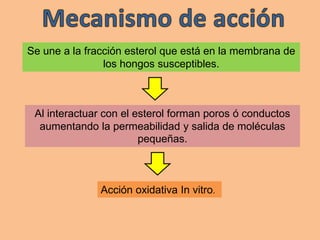 Se une a la fracción esterol que está en la membrana de
los hongos susceptibles.
Al interactuar con el esterol forman poros ó conductos
aumentando la permeabilidad y salida de moléculas
pequeñas.
Acción oxidativa In vitro.
 