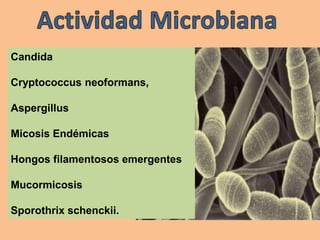 Candida
Cryptococcus neoformans,
Aspergillus
Micosis Endémicas
Hongos filamentosos emergentes
Mucormicosis
Sporothrix schenckii.
 