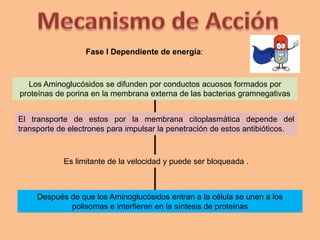 Después de que los Aminoglucósidos entran a la célula se unen a los
polisomas e interfieren en la síntesis de proteínas
Fase I Dependiente de energía:
Los Aminoglucósidos se difunden por conductos acuosos formados por
proteínas de porina en la membrana externa de las bacterias gramnegativas
El transporte de estos por la membrana citoplasmática depende del
transporte de electrones para impulsar la penetración de estos antibióticos.
Es limitante de la velocidad y puede ser bloqueada .
 