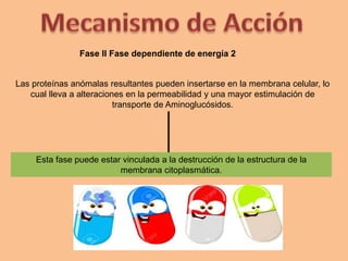 Las proteínas anómalas resultantes pueden insertarse en la membrana celular, lo
cual lleva a alteraciones en la permeabilidad y una mayor estimulación de
transporte de Aminoglucósidos.
Fase II Fase dependiente de energía 2
Esta fase puede estar vinculada a la destrucción de la estructura de la
membrana citoplasmática.
 