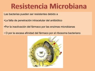 Las bacterias pueden ser resistentes debido a
•La falta de penetración intracelular del antibiótico
•Por la inactivación del fármaco por las enzimas microbianas
• O por la escasa afinidad del fármaco por el ribosoma bacteriano.
 