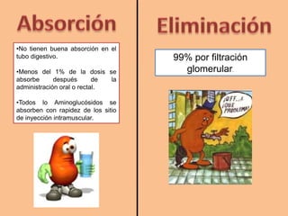 •No tienen buena absorción en el
tubo digestivo.
•Menos del 1% de la dosis se
absorbe después de la
administración oral o rectal.
•Todos lo Aminoglucósidos se
absorben con rapidez de los sitio
de inyección intramuscular.
99% por filtración
glomerular.
 