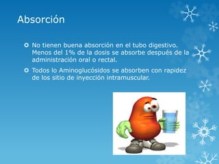Absorción 
 No tienen buena absorción en el tubo digestivo. 
Menos del 1% de la dosis se absorbe después de la 
administración oral o rectal. 
 Todos lo Aminoglucósidos se absorben con rapidez 
de los sitio de inyección intramuscular. 
 
