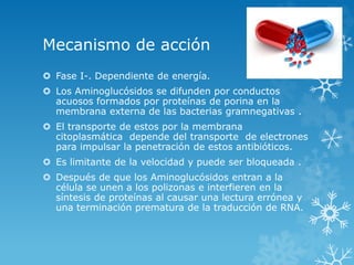 Mecanismo de acción 
 Fase I-. Dependiente de energía. 
 Los Aminoglucósidos se difunden por conductos 
acuosos formados por proteínas de porina en la 
membrana externa de las bacterias gramnegativas . 
 El transporte de estos por la membrana 
citoplasmática depende del transporte de electrones 
para impulsar la penetración de estos antibióticos. 
 Es limitante de la velocidad y puede ser bloqueada . 
 Después de que los Aminoglucósidos entran a la 
célula se unen a los polizonas e interfieren en la 
síntesis de proteínas al causar una lectura errónea y 
una terminación prematura de la traducción de RNA. 
 