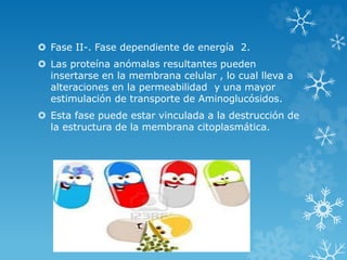  Fase II-. Fase dependiente de energía 2. 
 Las proteína anómalas resultantes pueden 
insertarse en la membrana celular , lo cual lleva a 
alteraciones en la permeabilidad y una mayor 
estimulación de transporte de Aminoglucósidos. 
 Esta fase puede estar vinculada a la destrucción de 
la estructura de la membrana citoplasmática. 
 