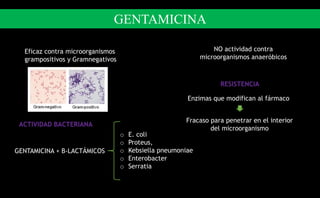 Eficaz contra microorganismos
grampositivos y Gramnegativos
ACTIVIDAD BACTERIANA
NO actividad contra
microorganismos anaeróbicos
GENTAMICINA + B-LACTÁMICOS
o E. coli
o Proteus,
o Kebsiella pneumoniae
o Enterobacter
o Serratia
RESISTENCIA
Enzimas que modifican al fármaco
Fracaso para penetrar en el interior
del microorganismo
GENTAMICINA
 