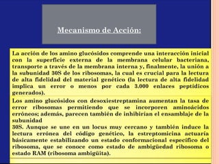  
Mecanismo de Acción:
La acción de los amino glucósidos comprende una interacción inicial
con la superficie externa de la membrana celular bacteriana,
transporte a través de la membrana interna y, finalmente, la unión a
la subunidad 30S de los ribosomas, la cual es crucial para la lectura
de alta fidelidad del material genético (la lectura de alta fidelidad
implica un error o menos por cada 3.000 enlaces peptídicos
generados).
Los amino glucósidos con desoxiestreptamina aumentan la tasa de
error ribosomas permitiendo que se incorporen aminoácidos
erróneos; además, parecen también de inhibirían el ensamblaje de la
subunidad
30S. Aunque se une en un locus muy cercano y también induce la
lectura errónea del código genético, la estreptomicina actuaría
básicamente estabilizando un estado conformacional específico del
ribosoma, que se conoce como estado de ambigüedad ribosoma o
estado RAM (ribosoma ambigüita).
 