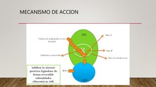 MECANISMO DE ACCION
 