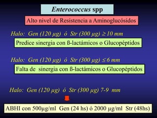 aminoglucósidos.ppt