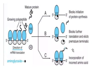 Aminoglycoside pharma 202 