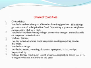 Shared toxicities
1. Ototoxicity:
Vestibular and cochlear part affected with aminoglycosides. These drugs
get concentrated in labyrinthine fluid. Ototoxicity is greater when plasma
concentration of drug is high.
Vestibular/cochlear sensory cells get
ear drops are contraindicated .
Cochlear damage:
destructive changes, aminoglycoside
Hearing defect, deafness, tinnitus appears, on stopping drug tinnitus
disappers.
Vestibular damage:
2.
Headache, nausea, vomiting, dizziness, nystagmus, ataxia, vertigo.
Nephrotoxicity:
Tubular damage resulting in loss of urinary concentrating power, low GFR,
nitrogen retention, albuminuria and casts.
 