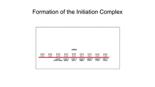 Formation of the Initiation Complex
 