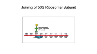 Joining of 50S Ribosomal Subunit
 