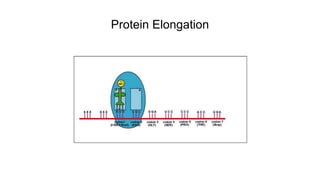 Protein Elongation
 