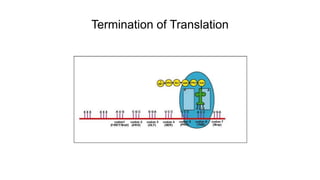 Termination of Translation
 