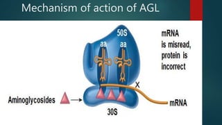 Mechanism of action of AGL
 