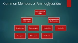 Aminoglycoside
(AGL)
Stretomyces
Suffix -mycin
Streptomycin Paromomycin
Neomycin Tobramycin
Micromonospora
Suffix -micin
Gentamicin Amikacin
Netilmicin
Common Members of Aminoglycosides
 