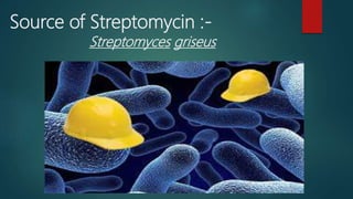 Source of Streptomycin :-
Streptomyces griseus
 