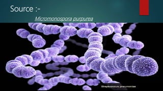 Source :-
Micromonospora purpurea
 
