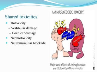 Shared toxicities
 Ototoxicity
– Vestibular damage
– Cochlear damage
 Nephrotoxicity
 Neuromuscular blockade
 