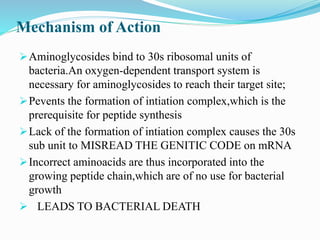 Mechanism of Action
Aminoglycosides bind to 30s ribosomal units of
bacteria.An oxygen-dependent transport system is
necessary for aminoglycosides to reach their target site;
Pevents the formation of intiation complex,which is the
prerequisite for peptide synthesis
Lack of the formation of intiation complex causes the 30s
sub unit to MISREAD THE GENITIC CODE on mRNA
Incorrect aminoacids are thus incorporated into the
growing peptide chain,which are of no use for bacterial
growth
 LEADS TO BACTERIAL DEATH
 