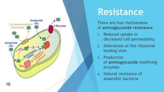 Resistance
There are four mechanisms
of aminoglycoside resistance:
1. Reduced uptake or
decreased cell permeability
2. Alterations at the ribosomal
binding sites
3. Production
of aminoglycoside modifying
enzymes
4. Natural resistance of
anaerobic bacteria
10
10
 