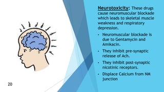 Neurotoxicity: These drugs
cause neuromuscular blockade
which leads to skeletal muscle
weakness and respiratory
depression.
• Neuromuscular blockade is
due to Gentamycin and
Amikacin.
• They inhibit pre-synaptic
release of Ach.
• They inhibit post-synaptic
nicotinic receptors.
• Displace Calcium from NM
junction
20
20
 