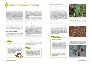 2 	 COMO FUNCIONAM AS PLANTAS                                                                          B) Propagação das plantas




                                                                                                                                                                                                                          Suyá Presta
                                                                                                           Podemos reproduzir as plantas por meio de
                                                                                                           duas formas diferentes: por sementes (ciclo
                                                                                                           sexuado ou reprodutivo) ou sem sementes
                                                                                                           (ciclo assexuado ou vegetativo). Quando re-
    Certo, estamos no caminho para entender o           •	 Raízes: geralmente encontram-se enter-          produzimos as plantas através das sementes,
    funcionamento da produção agroecológica.               radas no solo. São fundamentais para as         elas passam para os seus descendentes as ca-
    Mas, antes, vamos convidá-lo a entender me-            plantas porque servem como estrutura            racterísticas genéticas dos pais e assim são
    lhor as grandes “estrelas” de nossa história:          de fixação e sustentação, além de serem         formados novos indivíduos, diferentes entre
    as plantas! Vamos conhecer mais a fundo as             responsáveis pela absorção de água e sais       si. Quando reproduzimos as plantas sem uti-
    estruturas e o funcionamento das plantas,              minerais.                                       lizar as sementes, através de partes dos ve-
    assim como suas formas de reprodução.               •	 Caule: tem a função de sustentar folhas,        getais, são gerados clones idênticos da planta
                                                                                                                                                             Mudas de bananeiras feitas a partir da divisão da toceira.
         Se pudéssemos comparar as plantas com             flores e frutos, e distribuir água e alimento   original, possuindo as mesmas característi-
    os seres humanos, perceberíamos que ambos              por todas as partes da planta. Seu cresci-      cas da planta-mãe.
    possuem as mesmas necessidades como água,              mento é no sentido contrário ao da raiz.                                                          •	 Tubérculos: Tipo de caule arredondado
    ar, luz, calor e nutrientes. É natural, são seres   •	 Folhas: Brotam do caule ou dos ramos das        Técnicas de propagação vegetativa                    que algumas plantas desenvolvem embai-
    vivos! Porém, somente os vegetais possuem              plantas e são especializadas em captar luz.                                                          xo do solo, que funcionam como órgãos de
    capacidade de captar a energia solar (luz) e           Nelas ocorrem 2 processos importantes, a        •	 Rizomas: São caules subterrâneos especiali-       reserva de energia. Exemplos: batata ingle-
    transformá-la em seu alimento. Assim, cada             fotossíntese e a transpiração.                     zados que dão origem a novas plantas a par-       sa, araruta.
    parte da planta trabalha para garantir essa         •	 Flores: É o órgão reprodutivo das plan-            tir do seu crescimento horizontal. Exemplos:




                                                                                                                                                                                                                          wikimedia / Navaho
    energia e dela adquirir sua nutrição. Então,           tas. Têm a função de produzir as sementes,         espada-de-São-Jorge, gengibre e bambu.
    vejam a importância de cada órgão da planta.           após serem fertilizadas. Algumas são boni-      •	 Touceiras: Algumas plantas que possuem
                                                           tas e coloridas, para atraírem insetos que         caule do tipo rizoma crescem bem jun-
                                                           atuem como dispersores de pólen.                   tas, formando touceiras. Essas touceiras
    A) As partes das plantas                            •	 Frutos: Sua função é proteger as sementes,         podem facilmente ser divididas para dar
                                                           garantindo seu desenvolvimento e disper-           origem a mais plantas. Exemplos: banana,
    O corpo das plantas é basicamente dividido             são. Muitos deles fazem parte da alimenta-         capim-limão, gramas.
    em: raiz, caule, folha, f lor, fruto e semente.        ção do homem.
    Cada uma destas estruturas compõe os ór-            •	 Sementes: Depois de fecundado, o óvulo da
    gãos das plantas, e todas são fundamentais             planta se transforma em uma semente. É             façavocê mesmo
    para o funcionamento de cada espécie.                  a principal forma de reprodução das plan-                                                         Tuberculos de batata inglesa germinados e prontos para
                                                           tas. Através das sementes, as plantas conse-                                                      o plantio.
                                                                                                               DIVISÃO DE TOUCEIRAS
                                                           guem passar suas características genéticas
       você
          sabia?
                                                           aos outros indivíduos. As sementes podem            Primeiramente, devemos remover a              •	 Bulbos: Caule subterrâneo com numerosas
                                                           se espalhar de diversas formas, principal-          touceira de onde está plantada, seja             folhas muito unidas e carnudas, cheias de
                                                           mente através do vento e dos animais, que           num vaso ou no chão, com muito                   reservas nutritivas. Ex: cebola, alho e lírio.
        Algumas raízes servem como depó-
                                                           as carregam para outros locais.                     cuidado, para não machucar os no-
        sito de água e nutrientes para o res-




                                                                                                                                                                                                                          Suyá Presta
                                                                                                               vos brotos e os rizomas. Retiramos
        to da planta. Elas conseguem essa
                                                                                                               o excesso de solo e podamos as raí-
        proeza retendo amido e nutrientes
        em seu corpo. Nós, seres humanos,                 você
                                                             sabia?                                            zes que saem dos rizomas. Daí é só
                                                                                                               utilizar uma tesoura afiada para se-
        logo descobrimos essa característi-
                                                            Fotossíntese é o processo em que as                parar a planta-mãe em pedaços que
        ca e passamos a nos alimentar des-
                                                            plantas produzem seu próprio ali-                  possuam pelo menos três brotações.
        tas raízes que hoje
                                                            mento, utilizando a água do solo, o                Se alguma brotação estiver doente,
        são bem conheci-
                                                            gás carbônico do ar e a energia da                 deve ser descartada. As mudas di-
        das: a mandioca, a
                                                            luz solar para gerar a energia que                 vididas devem ser plantadas o mais
        cenoura, o nabo, a
                                                            as plantas precisam para viver.                    rápido possível.
        beterraba...
                                                                                                                                                             Bulbos em preparação para o plantio.




8   Como funcionam as plantas                                                                                                                                                                Comunidades Verdes                                9
 