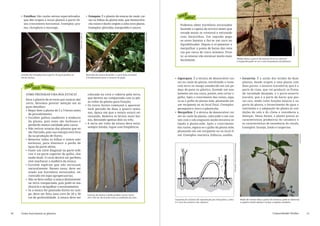 •	 Estolhos: São caules aéreos especializados                                •	 Estaquia: É o plantio de estacas de caule, raí-                                   você
                                                                                                                                                                          sabia?
        que dão origem a novas plantas a partir do                                   zes ou folhas da planta mãe, que desenvolve-
        seu crescimento horizontal. Exemplos: gra-                                   rão raízes e darão origem a uma nova planta.                                       Podemos obter hormônio enraizador
        ma, clorophyto e morango.                                                    Exemplos: gliricídia, margaridão e amora.                                          fazendo a capina da tiririca (mato que
                                                                                                                                                                        invade muito os viveiros) e retirando




                                                         f lickr.com / Colin-47




                                                                                                                                                      Suyá Presta
                                                                                                                                                                        suas batatinhas. Em seguida pega-
                                                                                                                                                                       -se essas batatas e faz-se um suco no
                                                                                                                                                                        liquidificador. Depois é só peneirar e




                                                                                                                                                                                                                                                                                                                        Suyá Presta
                                                                                                                                                                        mergulhar a ponta de baixo das esta-
                                                                                                                                                                        cas por cerca de cinco minutos. Pron-
                                                                                                                                                                        to: as estacas vão enraizar muito mais
                                                                                                                                                                                                                                                                Mudas feitas a partir de estacas da erva cidreira:
                                                                                                                                                                        facilmente.                                                                             à esquerda pode-se ver o enrraizamento satisfatório.




     Estolho de Clorophytum a partir do qual produz-se                            Retirada de estaca de boldo: o corte feito em bizel
     novas mudas.                                                                 é fundamental para o sucesso da pega.                                             •	 Alporquia: É a técnica de desenvolver raí-                                                  •	 Enxertia: É a união dos tecidos de duas
                                                                                                                                                                       zes no caule da planta, envolvendo o ramo                                                      plantas, dando origem a uma planta com
         façavocê mesmo                                                                                                                                                com terra ou musgo umedecido em um pe-                                                         duas partes: o enxerto (cavaleiro), que é a
                                                                                                                                                                       daço de pano ou plástico, fazendo um ane-                                                      parte de cima, que vai produzir os frutos
         COMO PREPARAR UMA BOA ESTACA?                                               colocada na cova e coberta pela terra,                                            lamento em sua casca, porém, sem cortar o                                                      da variedade desejada, e o porta-enxerto
                                                                                     que deverá ser compactada com os pés                                              galho. Após o crescimento das raízes, sepa-                                                    (cavalo), que é a parte de baixo que pos-
         Para o plantio de árvores por estacas dar                                                                                                                     ra-se o galho da planta mãe, plantando em                                                      sui raiz, tendo como funções básicas o su-
                                                                                     ao redor da planta para fixação;
         certo, devemos prestar atenção em al-
                                                                                  •	 Os novos brotos começam a aparecer                                                um recipiente ou no local final. Exemplos:                                                     porte da planta, o fornecimento de água e
         guns detalhes:
                                                                                     num período de duas a quatro sema-                                                pessegueiro, louro e jabuticaba.                                                               nutrientes e a adaptação da planta às con-
         •	 Regar bem a planta de 2 a 3 horas antes
                                                                                     nas, época em que a estaca estará en-                                          •	 Mergulhia: É a técnica de desenvolver raí-                                                     dições do solo e do clima e resistência a
            do procedimento;
                                                                                     raizando. Remova os brotos mais bai-                                              zes no caule da planta, colocando-o em con-                                                    doenças. Dessa forma, a planta possui as
         •	 Escolher galhos saudáveis e maduros
                                                                                     xos, deixando apenas dois ou três;                                                tato com o solo enquanto ainda encontra-se                                                     características produtivas do cavaleiro e
            da planta, pois estes são lenhosos e
                                                                                  •	 A terra em volta da estaca deve estar                                             ligada à planta-mãe. Após o crescimento                                                        as características de resistência do cavalo.
            perderão menos umidade pela casca;
                                                                                     sempre úmida, regue com freqüência.                                               das raízes, separa-se o galho da planta mãe,                                                   Exemplos: laranja, limão e tangerina.
         •	 Não retirar estacas das plantas que es-
            tão florindo, pois sua energia está foca-                                                                                                                  plantando em um recipiente ou no local fi-

                                                                                                                                        Suyá Presta
                                                                                                                                                                       nal. Exemplos: macieira, hibiscus, azaléia.




                                                                                                                                                                                                                                                                                                                                      Suyá Presta
            da na produção de flores;
         •	 Remover todas as folhas e ramos não-
           -lenhosos, para diminuir a perda de




                                                                                                                                                                                                                           wikimedia / Pearson Scott Foresman
            água da parte aérea;
         •	 Fazer um corte diagonal na parte infe-
            rior e na parte superior do galho, cha-
            mado bisel. O corte deverá ser perfeito,
            sem machucar a madeira da estaca;
         •	 Existem espécies que não enraízam
            naturalmente. Nesses casos, deve ser
            usado um hormônio enraizador, en-
            contrado em lojas agropecuárias;
         •	 Não se deve enfiar a estaca diretamente
            na terra compactada, pois pode-se ma-
            chucá-la e atrapalhar o enraizamento;
         •	 Se a estaca for plantada direto no cam-
            po, deve ser feita uma cova de 20 a 30                                 Estacas de amora e boldo podem variar entre
            cm de profundidade. A estaca deve ser                                  20 e 120 cm, de acordo com as condições do solo.
                                                                                                                                                                    Esquema do sistema de reprodução por mergulhia, como                                           Muda de roseira feita a partir de enxertia: pode-se observar
                                                                                                                                                                    é o caso da aroeira e do cajueiro.                                                             a espécie cavalo abaixo e acima a espécie cavaleira.




10   Como funcionam as plantas                                                                                                                                                                                                                                                                     Comunidades Verdes                               11
 