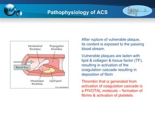 Pathophysiology of ACS After rupture of vulnerable plaque, its content is exposed to the passing blood stream. Vulnerable plaques are laden with lipid & collagen & tissue factor (TF), resulting in activation of the coagulation cascade resulting in deposition of fibrin Thrombin that is generated from activation of coagulation cascade is a PIVOTAL molecule – formation of fibrins & activation of platelets . 