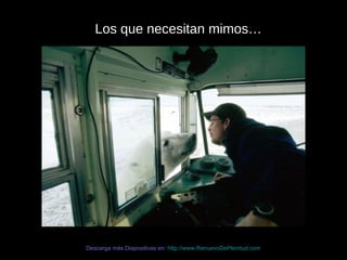 Los que necesitan mimos… Descarga más Diapositivas en:  http://www.RenuevoDePlenitud.com 