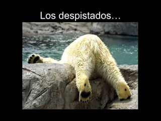 Los despistados… 