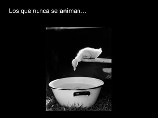 Los que nunca se  ani man… 