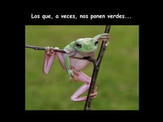 Los que, a veces, nos ponen verdes... 