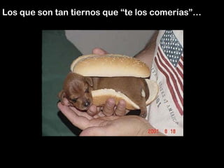 Los que son tan tiernos que “te los comerías”… 