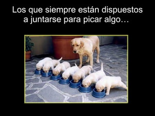 Los que siempre están dispuestos a juntarse para picar algo…  