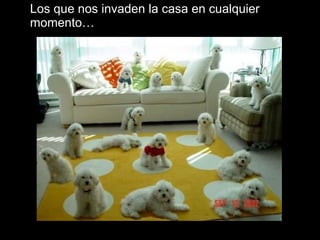 Los que nos invaden la casa en cualquier momento… 