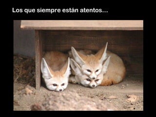 Los que siempre están atentos…
 